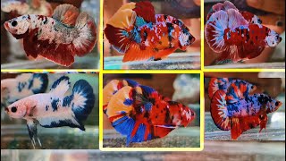 MOST BEAUTIFUL PLAKAT BETTA FISH CATLOUGE [upl. by Anipsed]