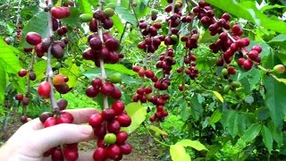 Make a Cup of Coffee Starting From Scratch  Coffea arabica  Video [upl. by Dorice]