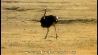 How fast does an Ostrich runmov [upl. by Ahsiri]