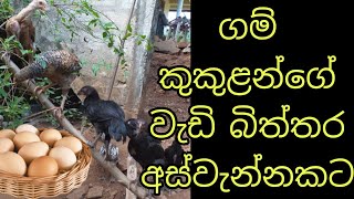 ගම්කුකුලන්ගේ වැඩි බිත්තර අස්වැන්නකට💪🤑 For higher egg yield of country chickens🐔🐔🤫🤫farming [upl. by Eisele419]