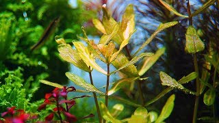 Planted Aquarium  Light [upl. by Anitnatsnok]