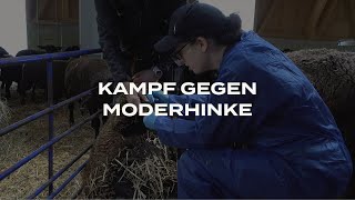 Kampf gegen Moderhinke [upl. by Enaywd]