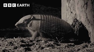 Amazing Armadillo Looks for Love  4K UHD  Mammals  BBC Earth [upl. by Arikahc]