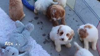 F1B Cockapoo Puppies Playing SD 480p [upl. by Assecnirp]