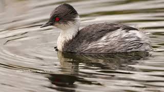 Zambullidor Plateado Podiceps occipitalis Silvery Grebe [upl. by Aicilet960]