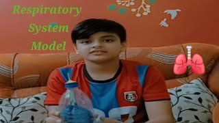 Respiratory system model lungs working model science biology medical [upl. by Siseneg]