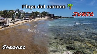 Playa del Carmen Hoy Junio 2024 con Sargazo Playas [upl. by Warfeld]