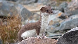 Least Weasel in northern Norway [upl. by Currier451]