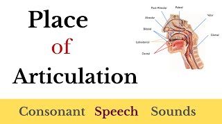 Place of Articulation  Phonetics in Hindi  Consonant Speech Sounds  Skillz Learner [upl. by Gamber]