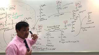 Urea Cycle and Urea Cycle Disorders [upl. by Schlessinger329]