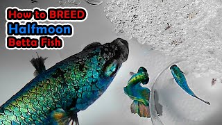 How To Betta Fish Breeding More Than 300 Betta Fry Copper Halfmoon Betta [upl. by Nolrak847]