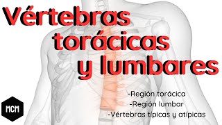 Anatomía de vértebras torácicas y lumbares  Medicina con Moore [upl. by Had129]