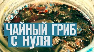 Как вырастить чайный гриб с нуля серия 1 [upl. by Dloreg]