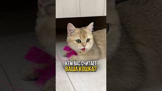 Кем вас считает ваша кошка 🐱 [upl. by Larentia947]