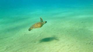 Baby Green Sea Turtle in Maui Hawaii [upl. by Wadesworth634]