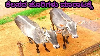 Hallikar working bulls for sale ರೈತ ಬಾಂಧವ ಮಧು7348876684 ಮಾಗಡಿ ತಾಲ್ಲೂಕು [upl. by Salchunas549]