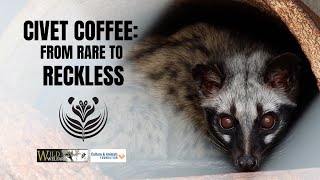 Civet Coffee From Rare to Reckless [upl. by Ddet614]