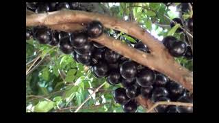 JABUTICABA JABOTICABA PLINIA CAULIFLORA MYRCIARIA CAULIFLORA Frutos do quintal [upl. by Hurd]