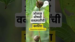 कारिंदा  Dioscorea bulbifera L  औषधी वनस्पती  Medicinal plant [upl. by Aidaas113]