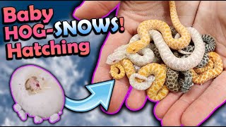 Baby SNOW Hognose Snakes Hatching [upl. by Starla]