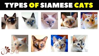 Siamese Cat Varieties How Many Types of Siamese Cats Are There [upl. by Savina899]