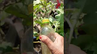 How I destroyed aphids and mites in one spray Watch demonstration video in the link below [upl. by Eneleoj162]