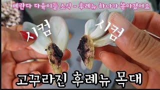 베란다로 들어왔던 다육이들 후레뉴가 쏟아져 버렸어요 목대가 썪었네요 [upl. by Annoiek]