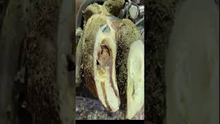 Stone in cracked hoofs cow hoof asmr [upl. by Flita681]