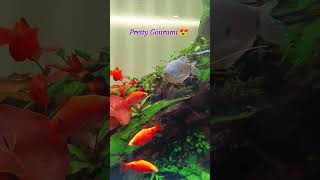 GORGEOUS Gourami Fish You Wont Believe Exist [upl. by Charis]