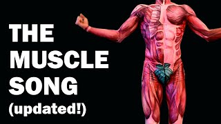 THE MUSCLES SONG Learn in 3 Minutes  UPDATED [upl. by Afra740]