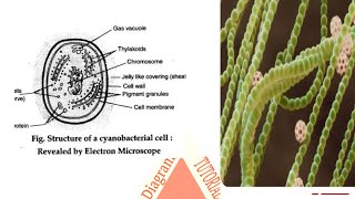 Cyanobacteria  Ultrastructure diagram  tutorial  YouTube [upl. by Leontyne]