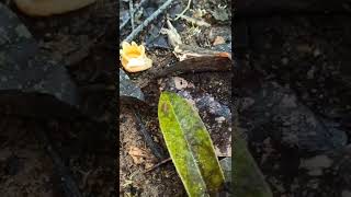 Amazing leeches 😱  Beautiful leech 🐌🐌 movement  Leech walking leech animals nature shorts [upl. by Borlase931]