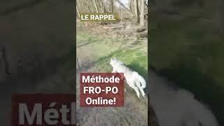 Le RAPPEL du CHIEN au SIFFLET 🤯 [upl. by Jackelyn]