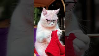 Cat sewing cat sewing tailor catfunny ai viralvideo shortvideo [upl. by Miah]