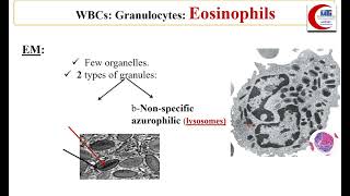 MED LEVEL1 HAE NIGIRIAN Granulocytes Platelets ampBone Marrow Voice [upl. by Accissej]