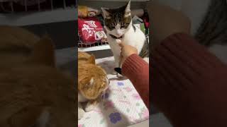 Intelligent Cat 🐈  Orange Cat vs Black Cat Funny short [upl. by Arutak]