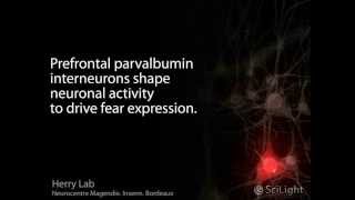 Interneurones PV du Cortex Préfrontal Dans les Comportements de Peur [upl. by Akeihsal]