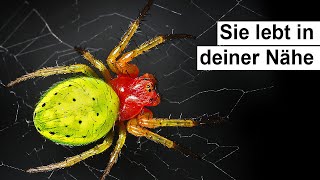 So gefährlich ist diese Spinne wirklich Araniella cucurbitina [upl. by Ibrahim]