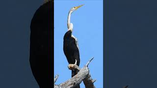 Discover the Fascinating Anhinga Masterful Fish Hunter of the Avian World birds [upl. by Nylyaj]