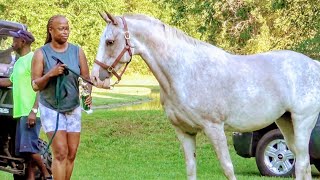 Best Mare and Gelding Contest at Hope Steppers Trail Ride [upl. by Marna]