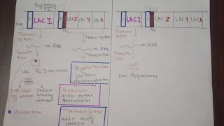 Lac operon negative and positive regulation of lac operon inducible system  easiest explanation [upl. by Allemahs]