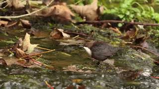 Whitethroated Dipper Cinclus cinclus [upl. by Eeraj305]