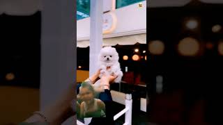 pomeranian dog pricepomeranian pets dog funny cute tranding viral rajesh5g shots [upl. by Millford]