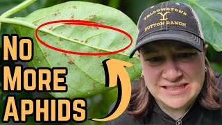 How to Get Rid of Aphids on Pepper Plants  Aphid Control in the Garden [upl. by Seraphim62]