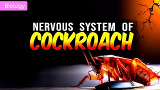 NERVOUS SYSTEM OF COCKROACH CLASS 11NEET  3D ANIMATION [upl. by Aneehsor]