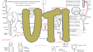 Urinary Tract Infection  Overview signs and symptoms pathophysiology causes and treatment [upl. by Nosidda178]