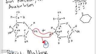 Dehydration Synthesis of Maltose [upl. by Kinelski]