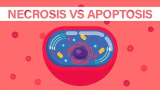 What is Necrosis vs What is Apoptosis [upl. by Brittan]