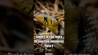 Parte 2  Drymarchon melanurus La majestuosa serpiente de cola negra [upl. by Mavra]