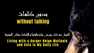 Bella  V3 Living with a Malinois and Cats is My Daily Life بعنوان  بدون كلماتحياتي اليومية [upl. by Nediarb]